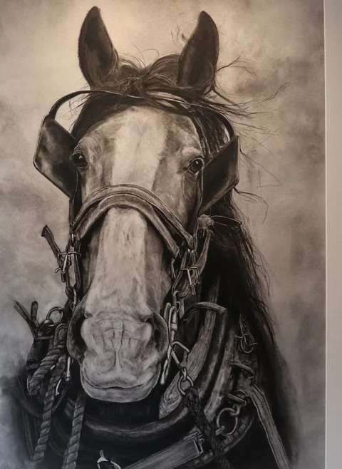 Bruce — Charcoal drawing by Kevin Swainson