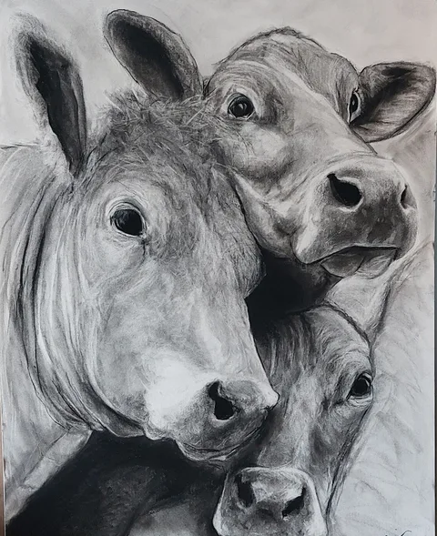 Cow selfie — Charcoal drawing by Kevin Swainson