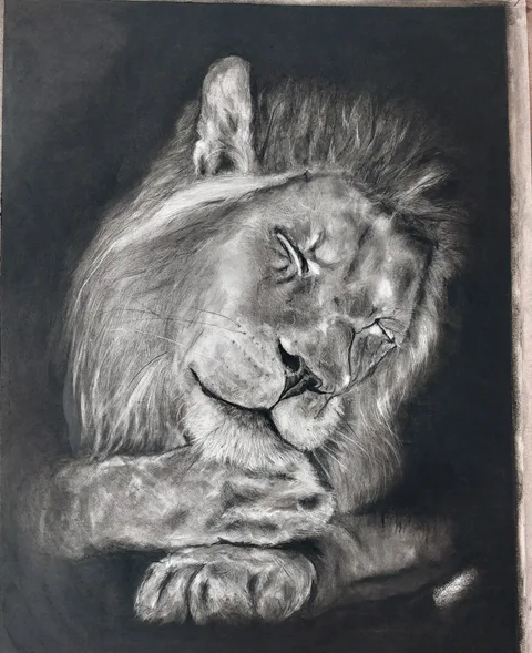 Sleeping Lion — Charcoal drawing by Kevin Swainson