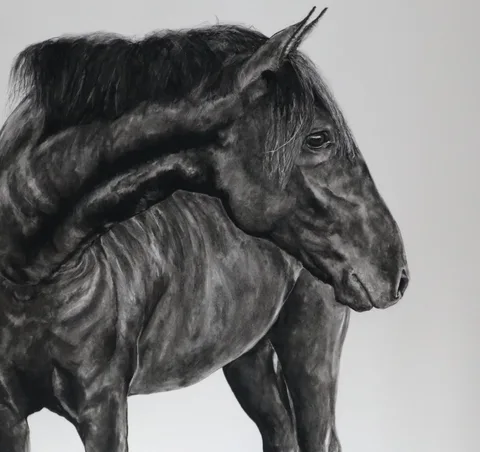 Stallone nero — Charcoal drawing by Kevin Swainson
